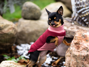 <a href="https://nalas-fashion.de/produkt/rot-cherry/">Pullover Rot "Cherry"</a> Hundebekleidung,Chihuahua Bekleidung,Hundepullover,Kälteschutz,Nalas-Fashion,Nalas Fashion