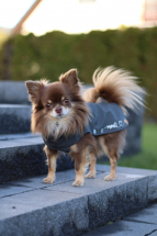 <a href="https://nalas-fashion.de/produkt/rainy-anthrazit/">Rainy Anthrazit</a> Hunde Regenmantel,Chihuahua Regenmantel,Hundebekleidung,Nalas-Fashion,Nalas Fashion,Hundemantel