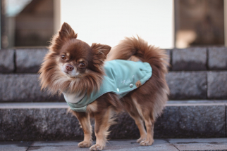 <a href="https://nalas-fashion.de/produkt-kategorie/softshell-mantel/">Softshell Minty</a> Chihuahua Bekleidung,Hundebekleidung,Softshell,Nalas-Fashion,Nalas Fashion,Hundemantel