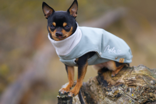 <a href="https://nalas-fashion.de/produkt-kategorie/softshell-mantel/">Softshell Minty</a> Chihuahua Bekleidung,Hundebekleidung,Softshell,Nalas-Faashion,Nalas Fashion,Hundemantel