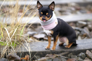 <a href="https://nalas-fashion.de/produkt-kategorie/loops/">Loop Nude Rosa "Dream"</a> Chihuahua Hundebekleidung, Hundehalstuch,hunde Loop,Halsschmerzen Hunde,Nalas-Fashion,Nalas Fashion