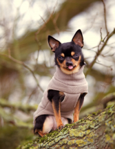 <a href="https://nalas-fashion.de/produkt/boho/">Pullover Boho Hell</a> Hundebekleidung,Chihuahua,Bekleidung,Hundepullover,Boho,Nalas-Fashion,Nalas Fashion,Hundemantel